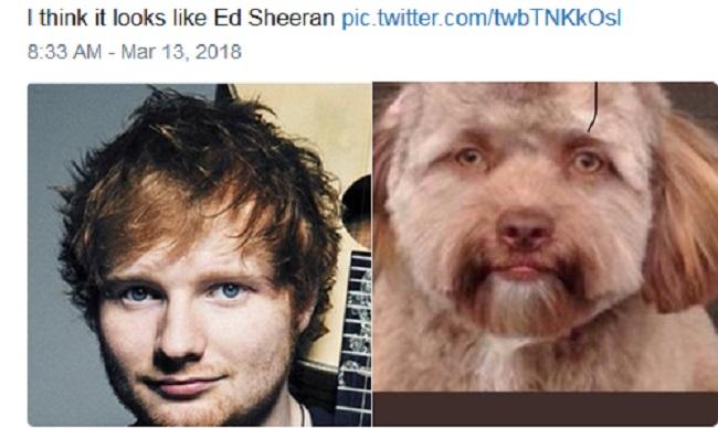 CHUYỆN LẠ: Chú chó gây sốt vì khuôn mặt giống nhiều sao nam Hollywood-5