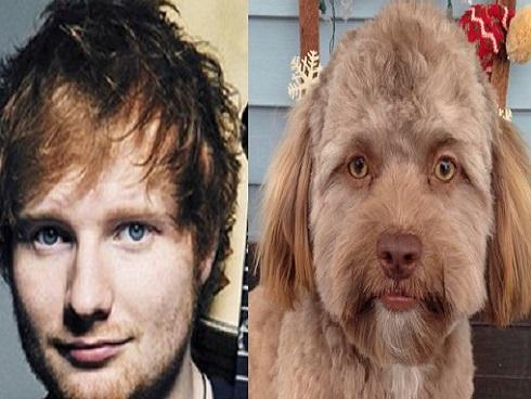 CHUYỆN LẠ: Chú chó gây sốt vì khuôn mặt giống nhiều sao nam Hollywood