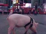 Chú lợn con được chu du khắp Mỹ và Canada