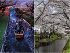 Những điểm ngắm hoa anh đào ban đêm đẹp nhất Nhật Bản