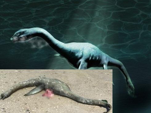 CHUYỆN LẠ: Sinh vật giống 'quái vật hồ Loch Ness' dạt vào bờ Georgia