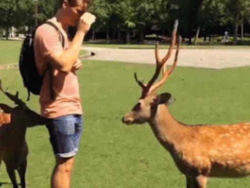 Những điều tuyệt vời bạn chỉ tìm thấy được ở Nhật Bản