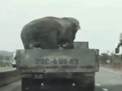 Xe tải chở voi chạy băng băng trên quốc lộ 1A: Cơ quan chức năng nói gì