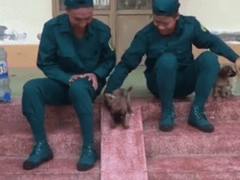 Khoảnh khắc 5 chú thú cưng siêu đáng yêu chơi 'cầu trượt' được dân mạng rần rần chia sẻ