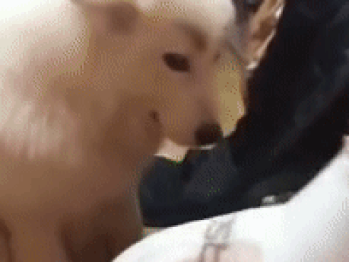Chú chó bỗng dưng nổi tiếng vì mang khuôn mặt 'vô tội' sau khi phá nát cả phòng ngủ