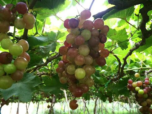 'Đã mắt' với vườn nho chín lúc lỉu ở Ninh Thuận