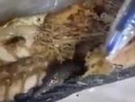 Học sinh nội trú bỏ cơm vì có ổ giun trong bụng cá