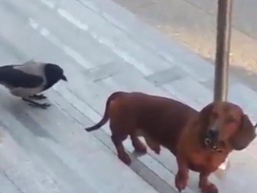 Bạn có đứa bạn nào đùa dai như thế này