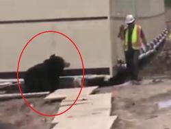 Người đàn ông 'chạy mất dép' khi gặp gấu giữa đường