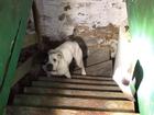 Phản ứng bất ngờ của chú chó được cứu thoát khỏi tầng hầm bỏ hoang