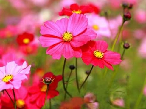 Cùng nhau tìm ra loài hoa biểu tượng của từng cung hoàng đạo