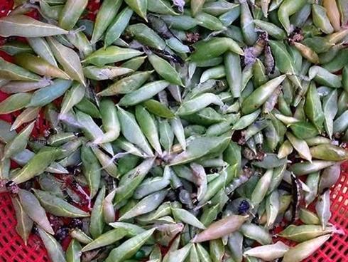 Món ăn côn trùng giá 200.000 đồng/kg khiến chị em kinh sợ tránh xa bỗng nhiên hút khách sành ăn Hà Nội