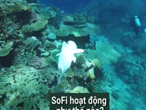 Cá robot độc nhất giúp khám phá đại dương