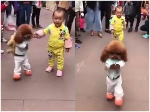 Chú chó 'chất nhất quả đất': Thích mặc quần áo đẹp và đi bằng hai chân như người