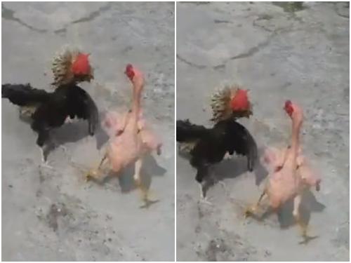 Cuộc đấu có một không hai trong lịch sử