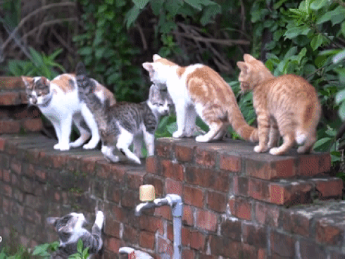 CHUYỆN LẠ: Ngôi làng đặc biệt, nơi mèo là 'bá chủ thiên hạ'