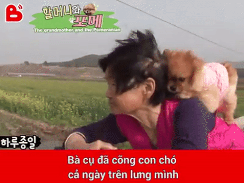 Cụ bà cõng con chó trên lưng hằng ngày và đôi mắt mù của thú cưng khiến bao người cảm động