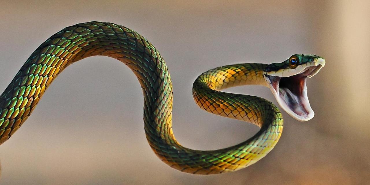 20 hình ảnh rắn hổ mang chúa to khổng lồ lớn nhất Thế Giới  Black mamba  Nọc độc Hình ảnh
