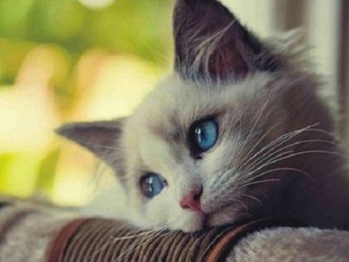 GÓC KHUẤT 12 CON GIÁP: 'Chảnh mèo' và làm biếng như người tuổi Mão