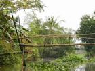 Cầu khỉ Việt Nam nằm trong top 15 cây cầu đáng sợ nhất thế giới