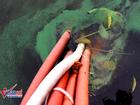 Hà Nội: Xuất hiện váng nước lạ trải dài ven hồ Gươm