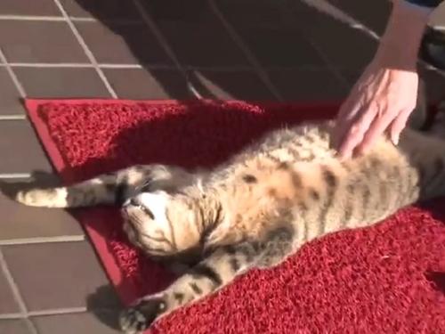 Chú mèo ngủ 'say như chết' mặc kệ người đời xô đẩy