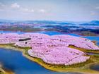Hòn đảo hoa anh đào 'đẹp rụng rời' ở Trung Quốc