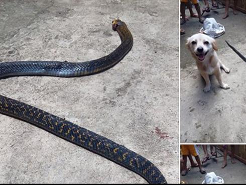 Nụ cười cuối cùng của chú chó cùng ánh mắt ‘Em làm tốt chứ cậu chủ?’ trước khi chết khiến dân mạng xúc động