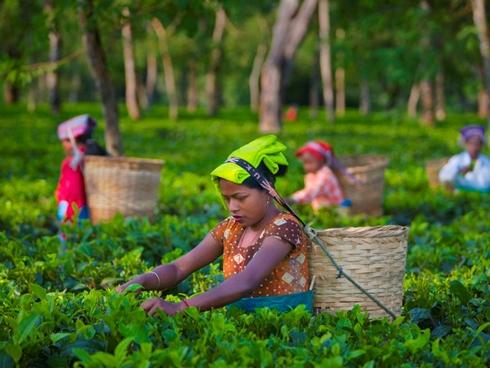 Những điểm đến lý tưởng dành cho người yêu thích trà