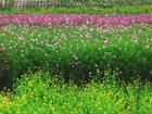 Mê mẩn với thung lũng hoa rực rỡ khoe sắc ở Hà Nội
