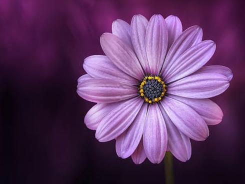 Tử vi thứ Sáu ngày 11/5/2018 của 12 cung hoàng đạo