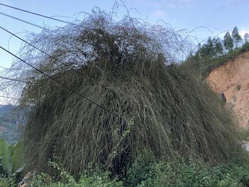 Quá hiếm: Bụi hoa tre to như chuồng nhốt trâu bò ở Quảng Ngãi