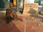 Chú mèo Đầu Đất ở Hải Phòng hút fan nhờ vẻ ngoài đanh đá, khó gần