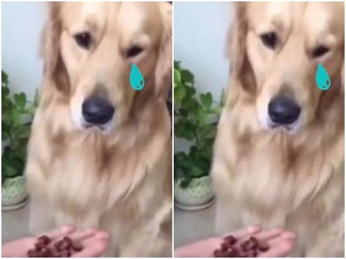 Clip: Chú chó 'ngậm đắng nuốt cay' vì trò may rủi