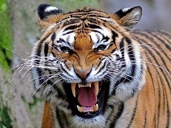 3 nàng giáp đi đâu cũng là tâm điểm, sắc sảo khôn khéo, nói 1 hiểu 10, đàn ông còn phải nể!