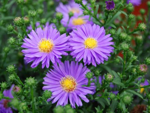 Tử vi tuần mới đầy biến động của 12 con giáp từ ngày 14/5 đến 20/5/2018