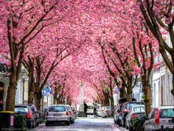 Con đường được 'nhuộm hồng' sắc hoa anh đào ở Đức