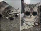 Phải đeo kính theo phong cách của mèo mới có... thần thái