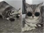 Phải đeo kính theo phong cách của mèo mới có... thần thái