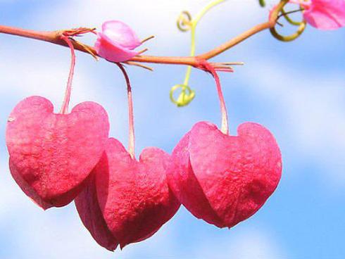 Tử vi thứ Tư ngày 16/5/2018 của 12 cung hoàng đạo