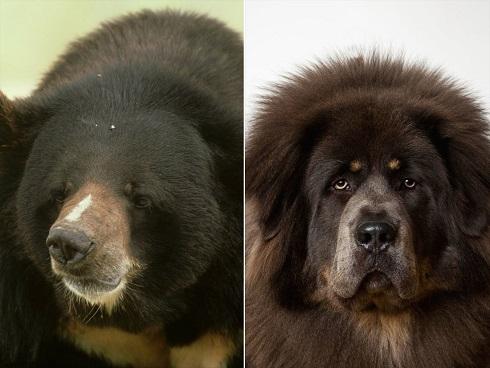 Ghế sofa hơn 80 triệu bị xé tanh bành, người đàn ông hú hồn khi biết thủ phạm-4