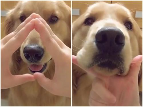 Chó cũng chạy theo... trào lưu