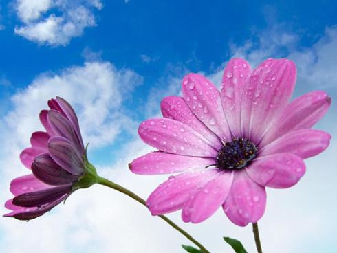 Tử vi thứ Năm ngày 17/5/2018 của 12 cung hoàng đạo