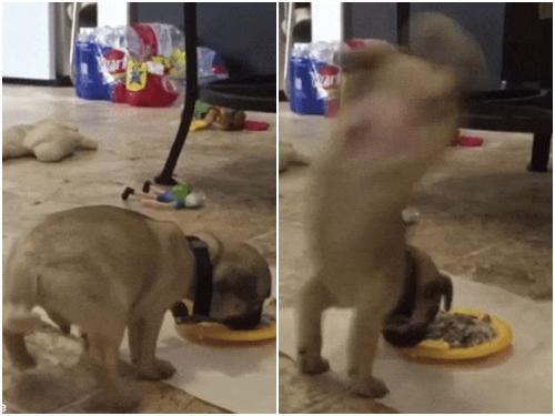 Khi bạn muốn ăn tối, nhưng lại đúng giờ tập... yoga