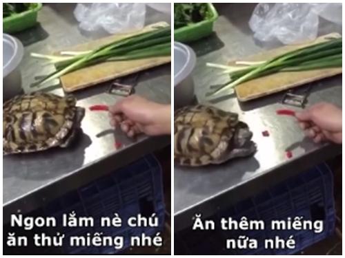 Clip hài: Chú rùa 'lao như tên bắn' khi ăn phải ớt