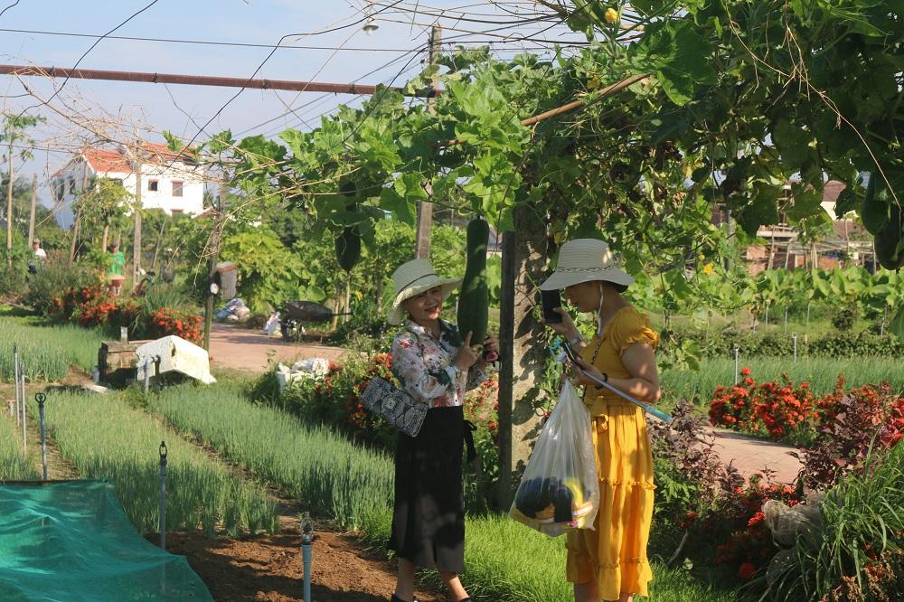 Nữ du khách xinh đẹp thích thú với vườn rau xanh hút mắt ở Hội An-3