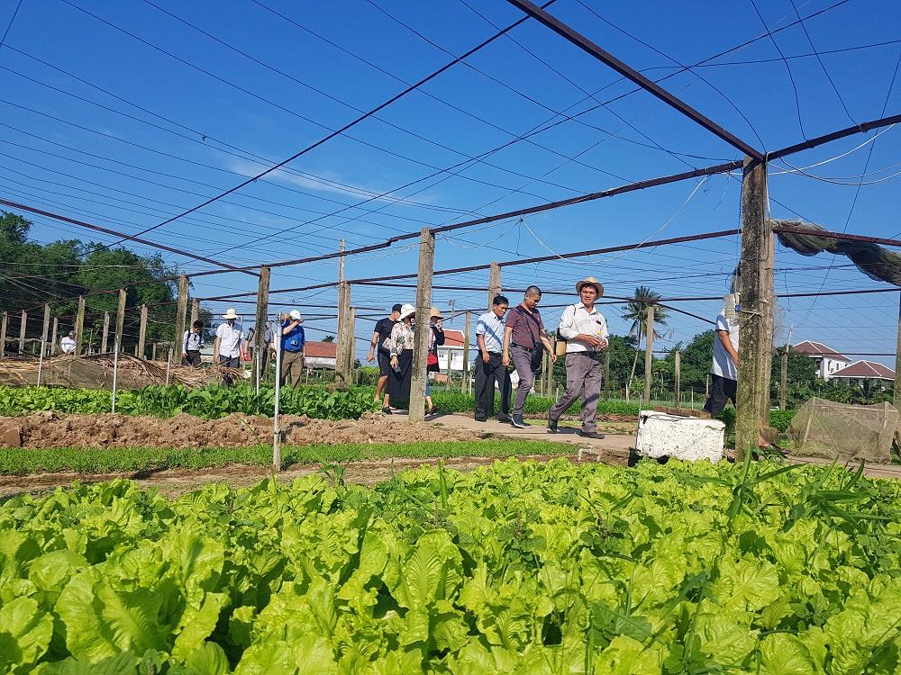 Nữ du khách xinh đẹp thích thú với vườn rau xanh hút mắt ở Hội An-8