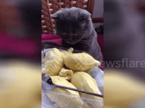 Chú mèo đáng yêu nhất hệ mặt trời: ngửi thấy mùi sầu riêng lập tức ngất xỉu