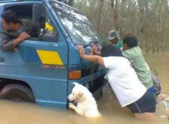 Khi người gặp nạn, chó cũng không ngần ngại giúp 1 tay.