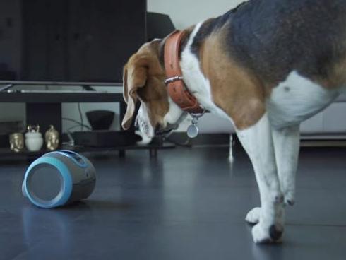 Chi 100 ngàn USD thuê máy bay chở thú cưng đi du lịch thế giới-3